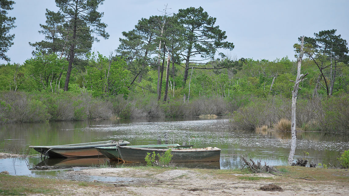 balade en canoe et stand up paddle depuis le cap ferret dans la reserve naturelle des prés salés